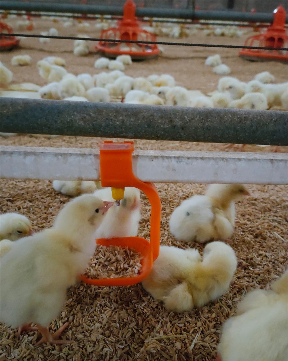 使用水线免疫球虫疫苗经验分享