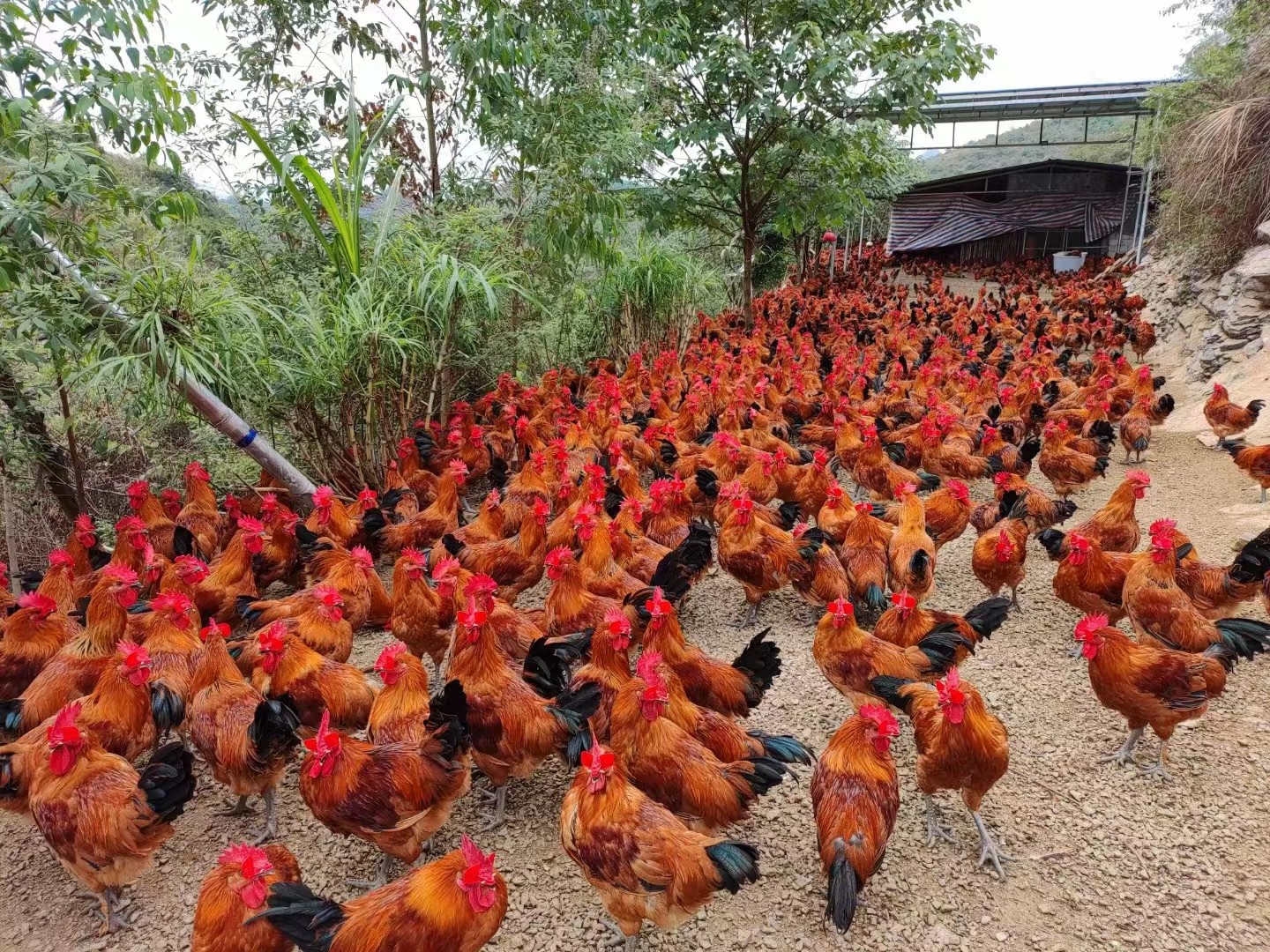 恒温发酵技术在黄羽肉鸡上的应用案例