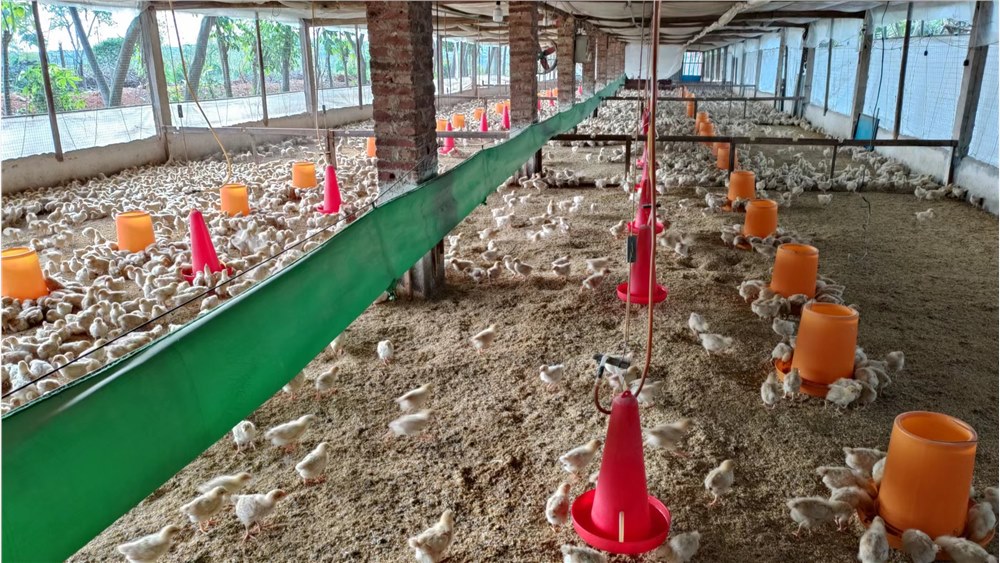 干燥季节和地区球虫疫苗使用垫料湿度控制的探讨