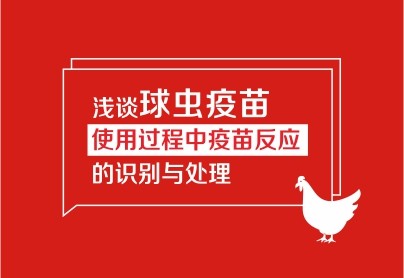 浅谈球虫疫苗使用过程中疫苗反应的识别与处理