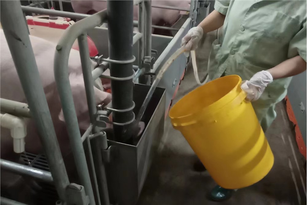 老三届发酵水对采食量和母猪发情率的提高